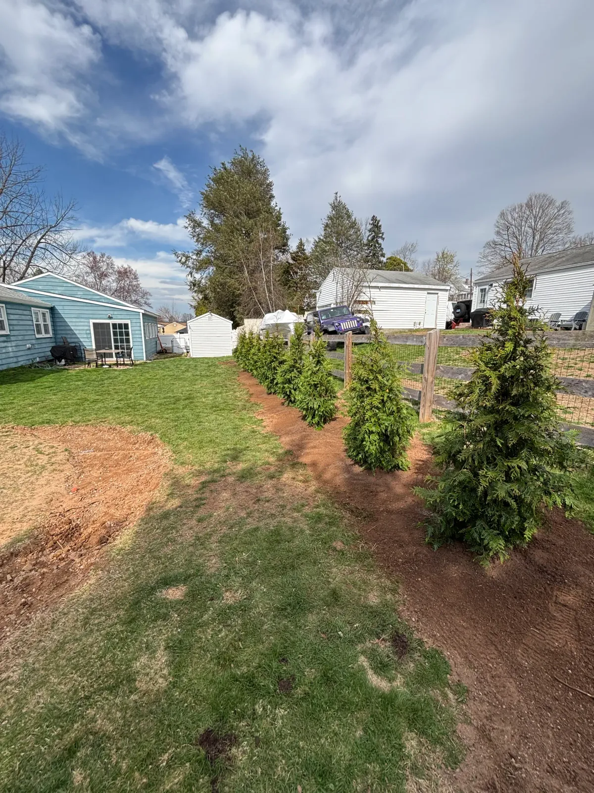 Arborvitae privacy hedge installation along backyard property line