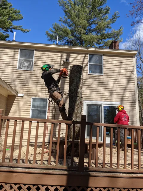 All Seasons Tree Service work photo