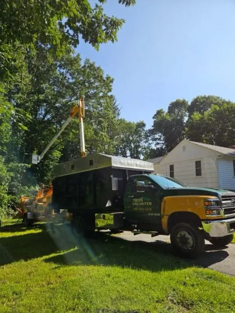 Tree Trimming Services Images Two - Rutland, MA - Trees Unlimited
