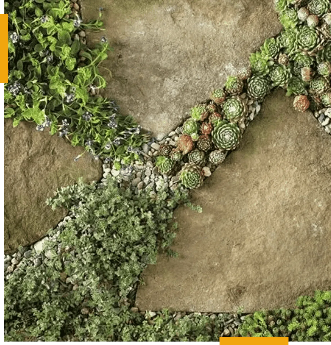 A stone wall with plants growing on it.
