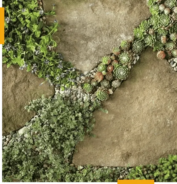 A stone wall with plants growing on it.