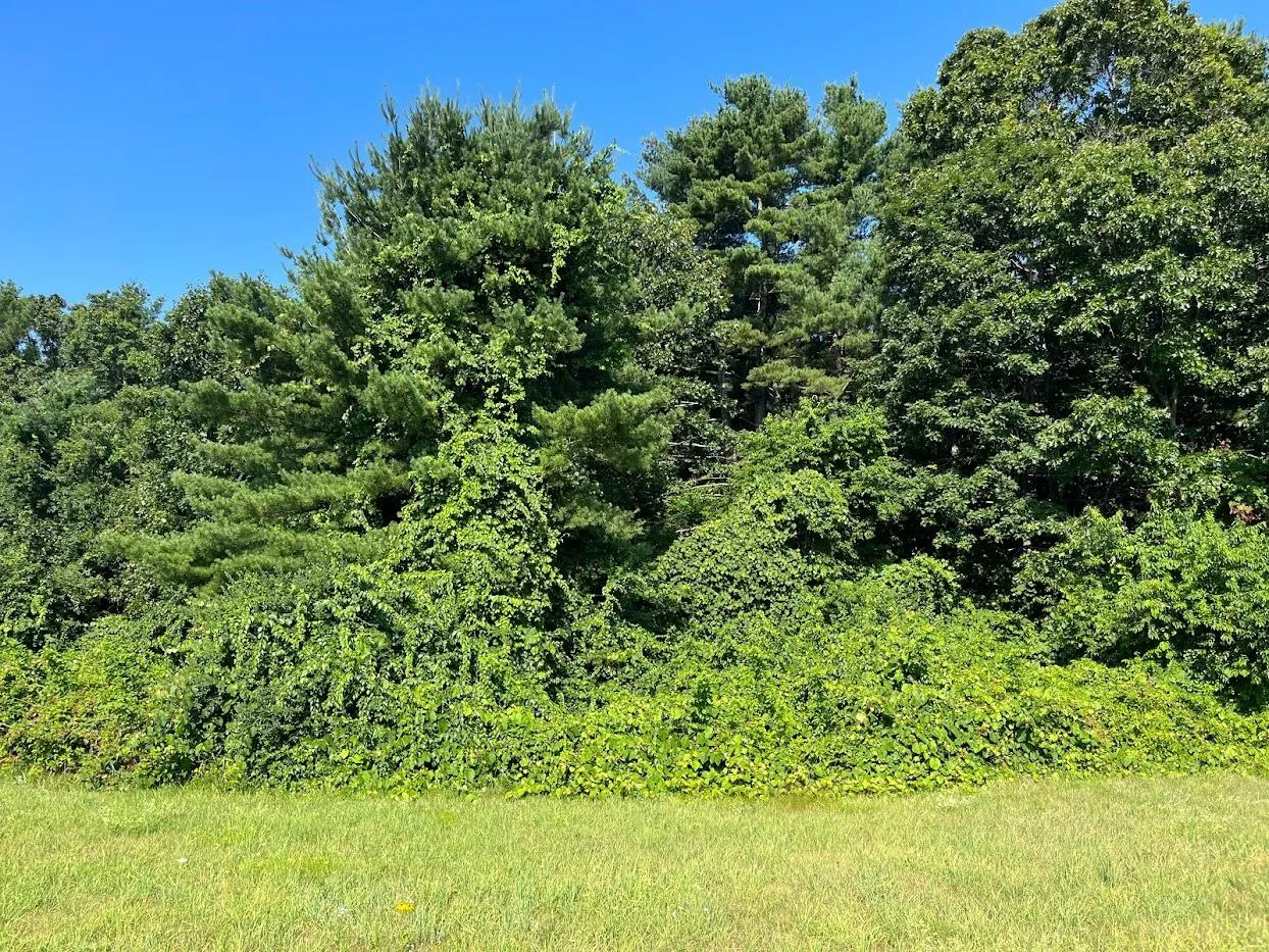 work photo from ethicaltreeservices.com