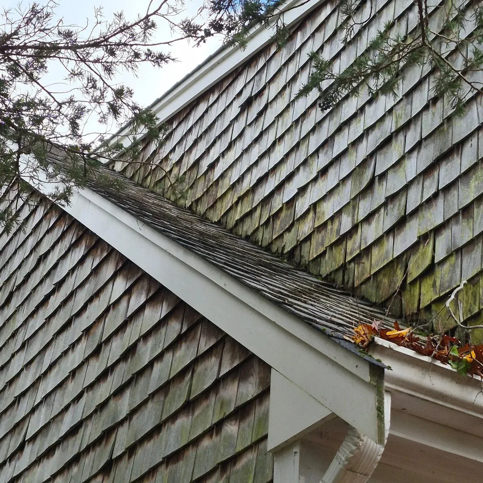 Close-up of a house's weathered wooden shingle roof and gutter, with some leaves and branches in the foreground.
