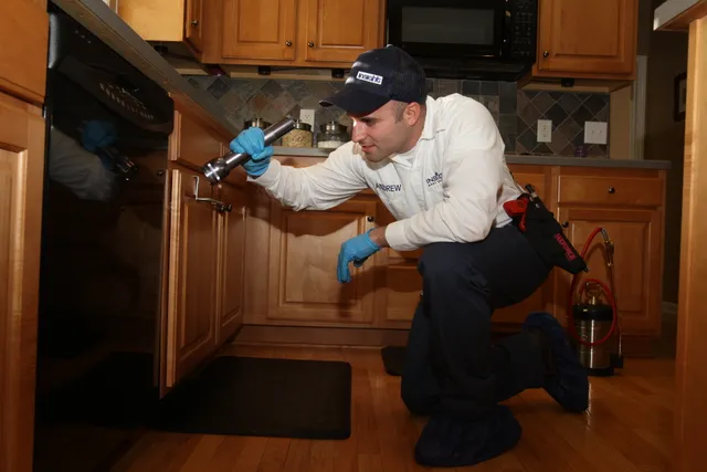 Insight Pest Solutions work photo