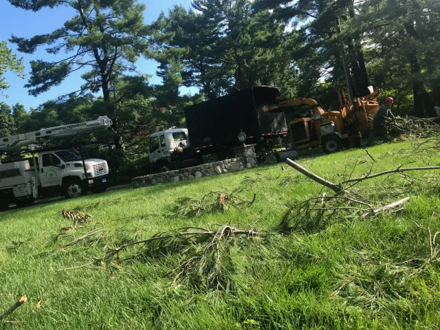 work photo from sandovaltreeservice.com