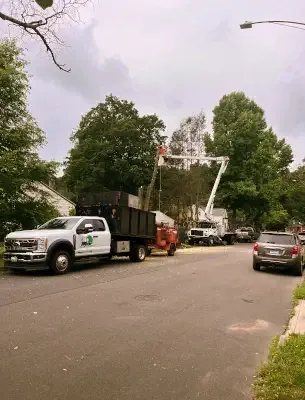 CM Tree Service LLC gallery picture