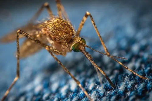 Mosquito