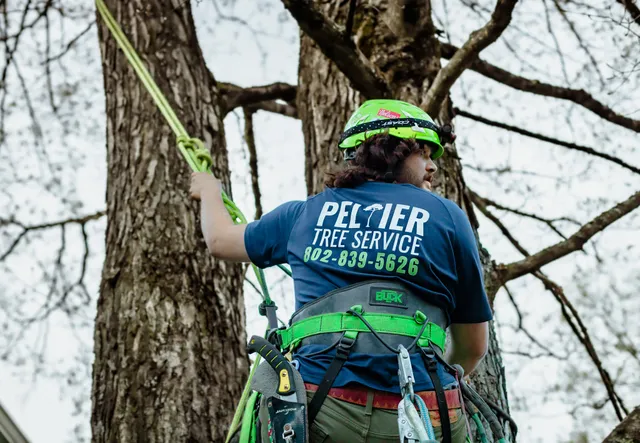 Peltier Tree Service work photo
