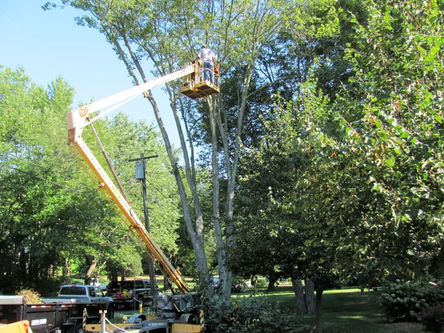 Mikes tree Service work photo