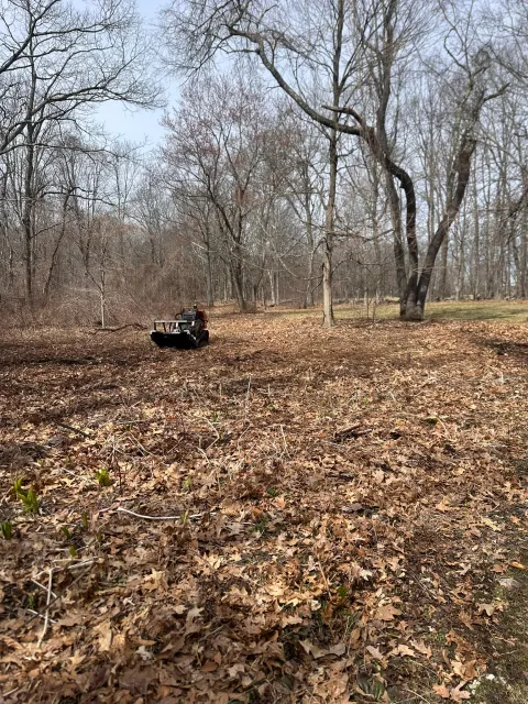 A section of overgrown land cleared and mulched back to open ground