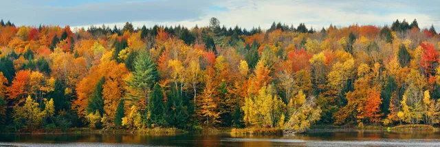 Oppure Oil fall foliage