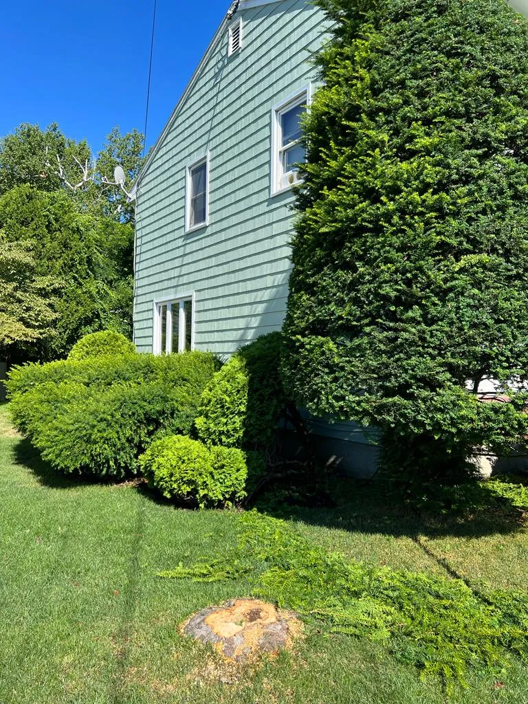 K J A S Tree Services verified work photo