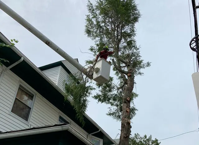 work photo from franktreeservicesandlandscapinginc.us