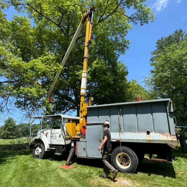 work photo from dovercountrytrees.com