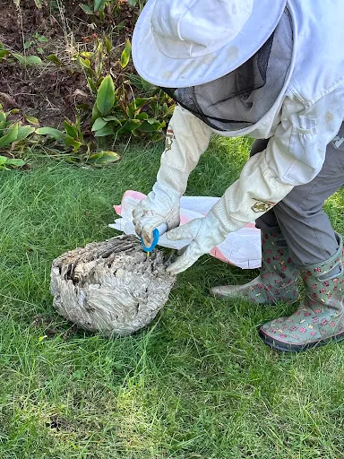 Grenier's Pest Control work photo