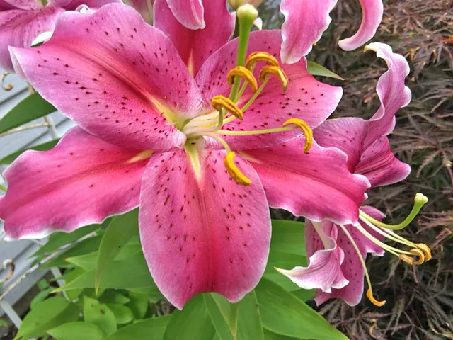 work photo from apexhorticulturedesign.com
