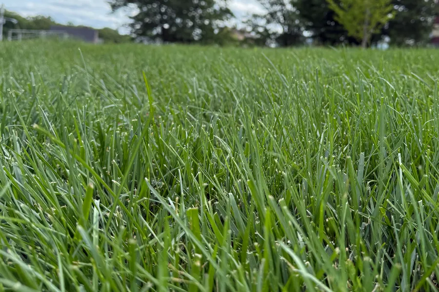 aeration and overseeding