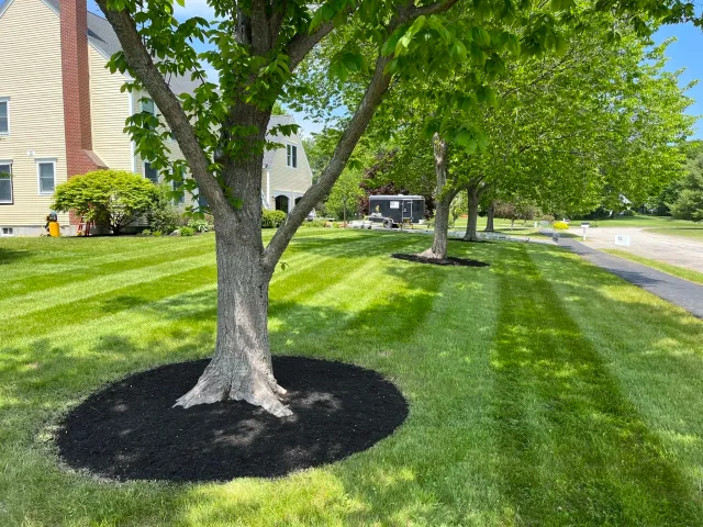 A row of trees with lush green leaves planted along a sidewalk on a sunny day, with freshly mulched bases and neatly mowed grass.