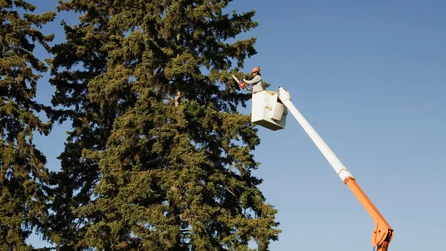 AG Tree Services work photo