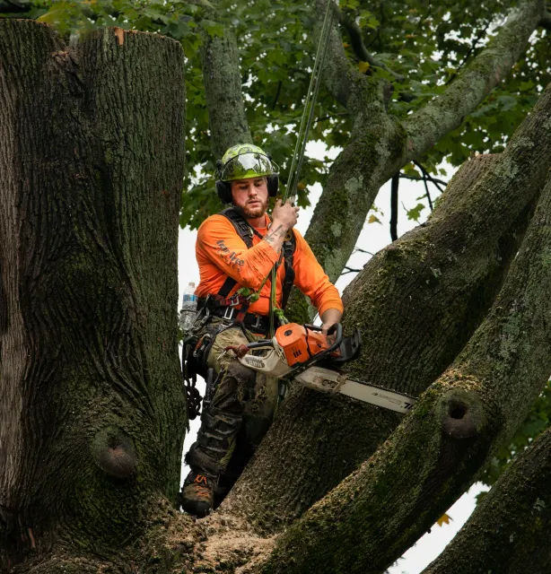 work photo from easterntreeexperts.com