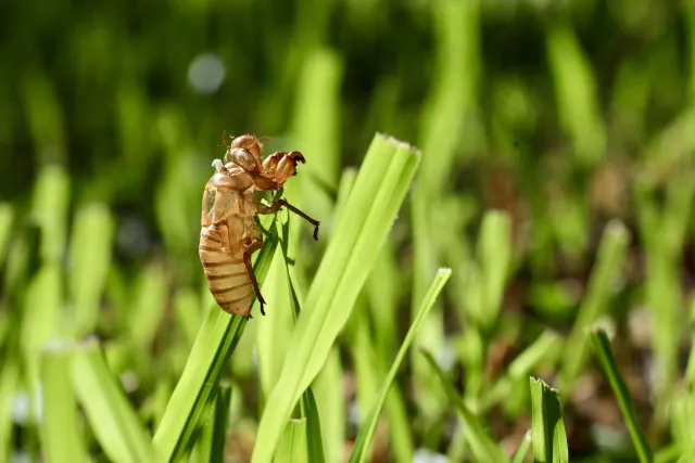 how can I protect my trees from cicadas in Newton