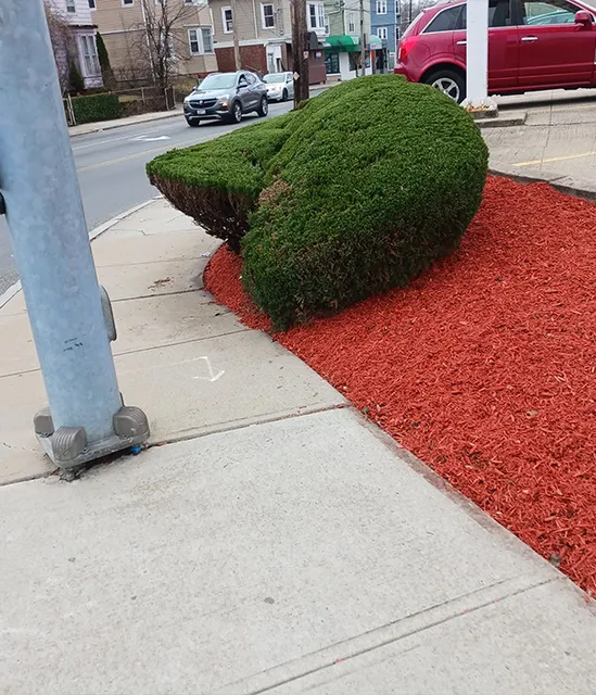 work photo from moraleslandscapingtreeservice.us