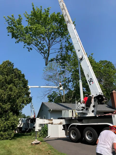 Dlugos Tree Service work photo