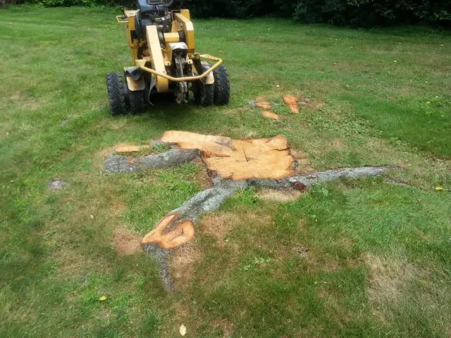 Arborcare Stump Grinding work photo
