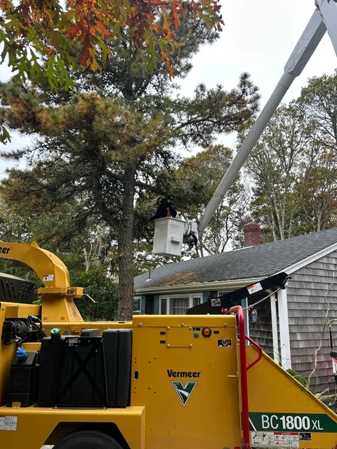 VIP Tree Services work photo