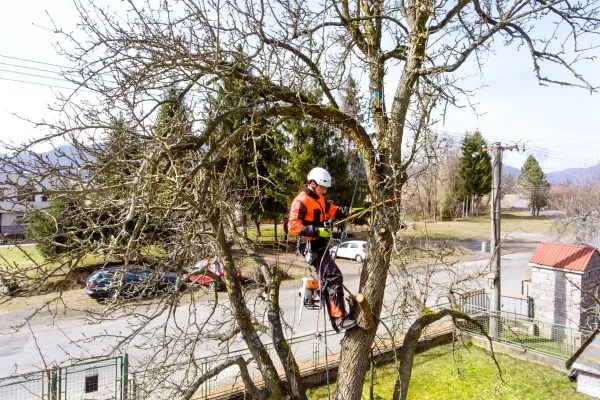 Lumberjack with a saw and harness for pruning a tree. A tree surgeon, arborist climbing a tree in order to reduce and cut his branches.