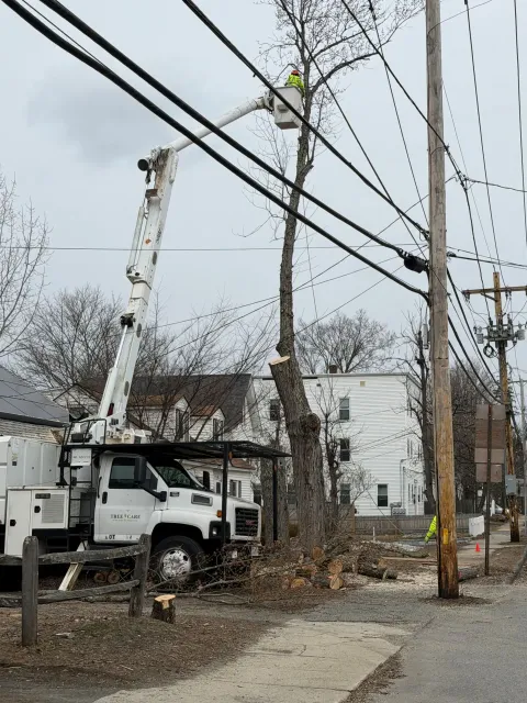 Bucket truck trimming a tree beside power lines on a residential street