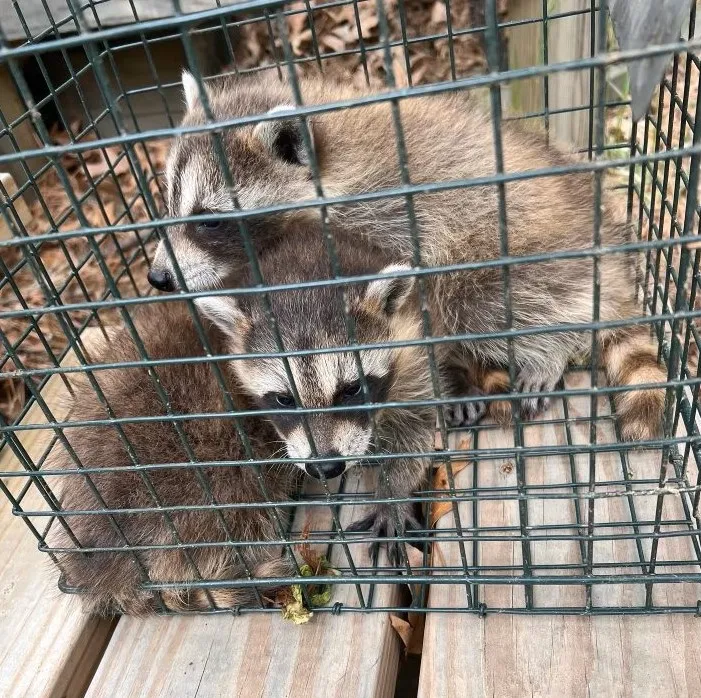 work photo from wildliferemovalcapecod.com