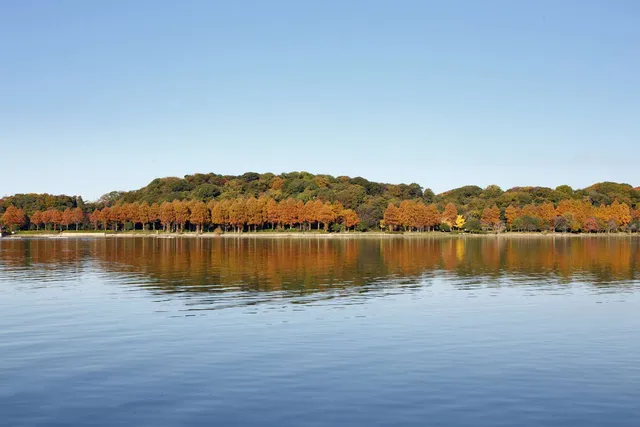 tree line