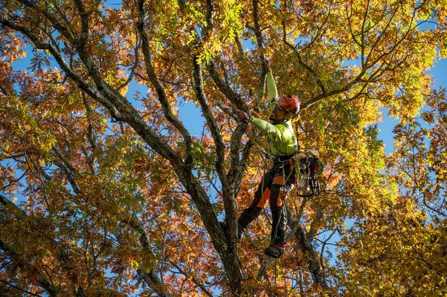 Northern Tree Services LLC work photo