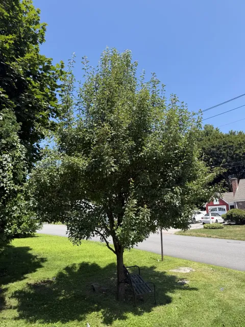 Overgrown pear tree with dense upright shoots before structural pruning