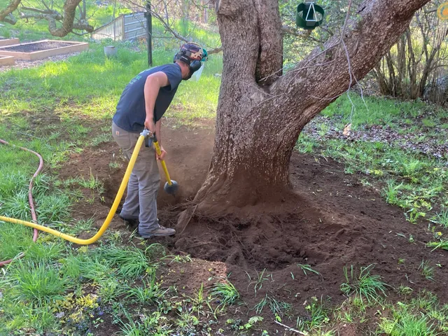 Eco-Arborcare work photo
