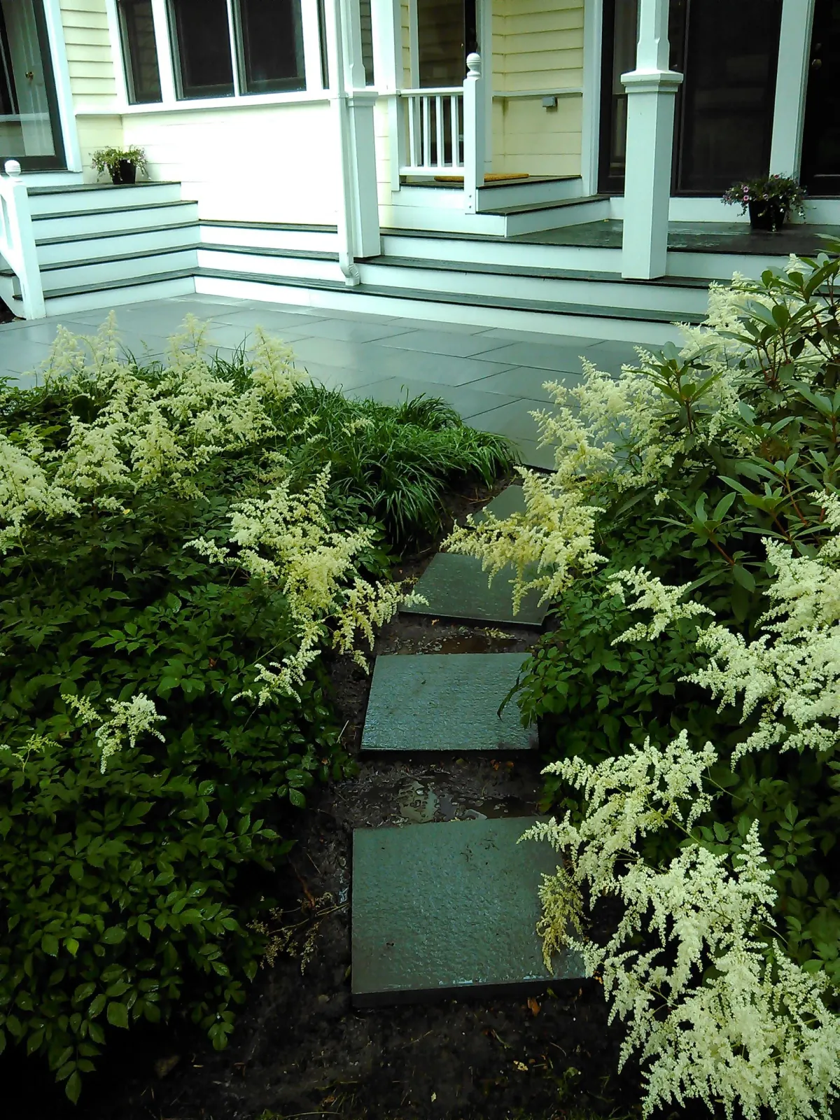Stepping stones through dense green shrubs leading to a white house porch and steps