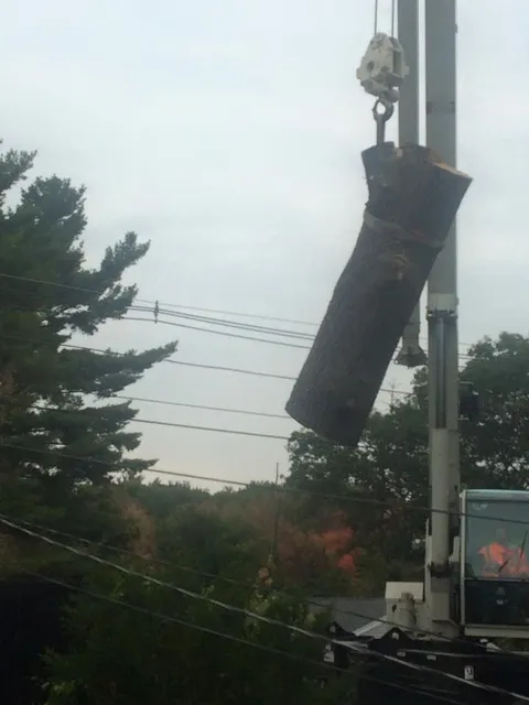 Crane lifting large tree section safely, Maple Leaf Tree Service equipment for tough tree removal