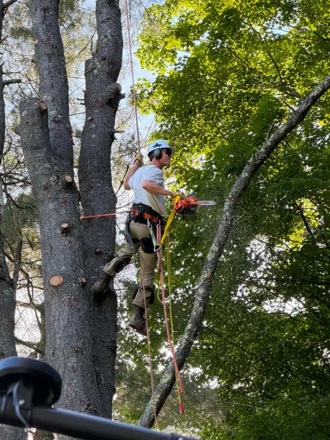 Beaver Tree Experts LLC work photo