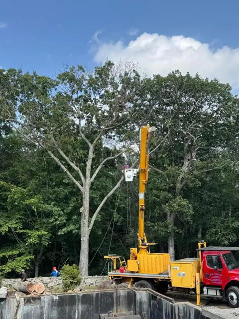 work photo from emltreeservices.com