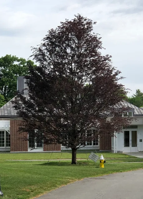 Acorn Tree & Landscaping inc. researched project photo