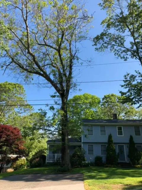 work photo from baysidetreeservice.com