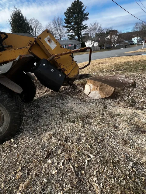 Grounded Stump Removal work photo
