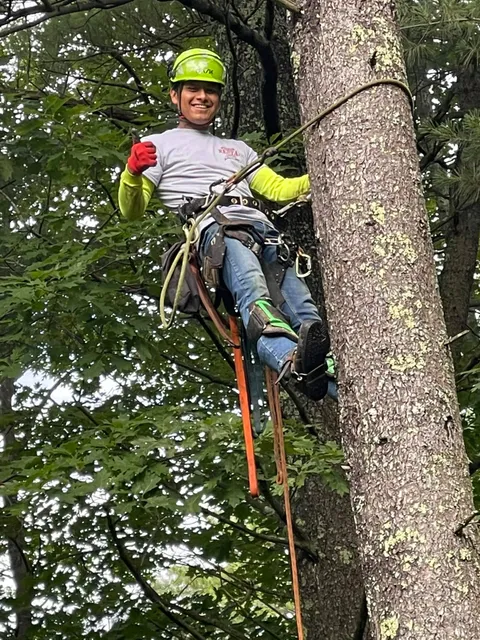 work photo from greeningreenouttreeservice.com