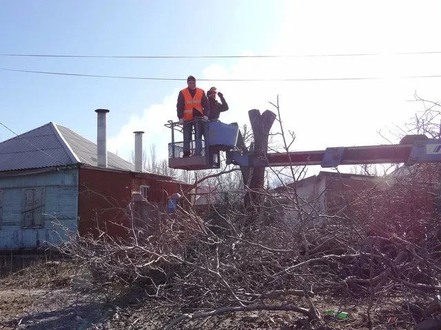 tree removal for days in Norwalk