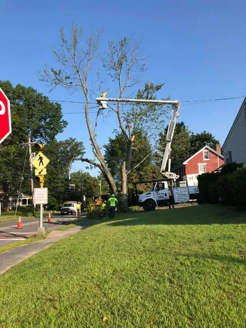work photo from m-mtrees.com