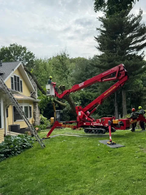work photo from claudiotreeservice.com