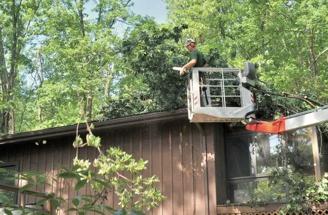 Brookfield Tree Service work photo