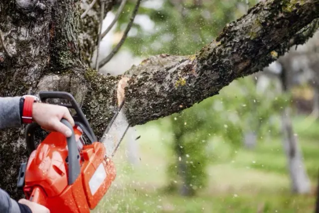 Person using a red chainsaw to cut a tree branch outdoors, with sawdust in the air.