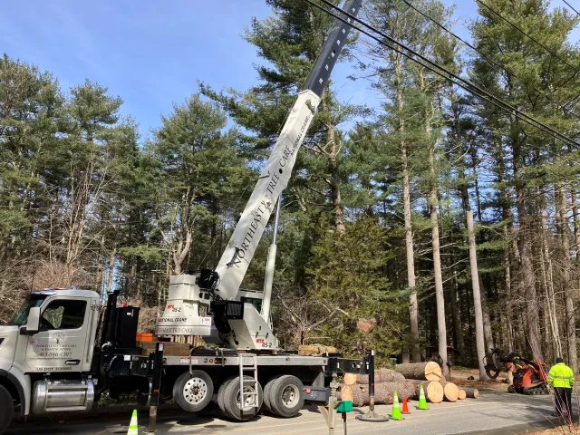 Northeast Tree Care work photo